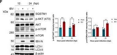 Fig.2.F showing Western Blotting from the publication: Coronavirus infectious bronchitis virus spike protein inhibits FUNDC1-mediated mitophagy to prevent nucleocapsid protein degradation.