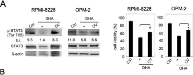 Fig.6.A showing Western Blotting in a Homo sapiens (Human) sample from the publication: Docosahexaenoic acid (DHA) promotes immunogenic apoptosis in human multiple myeloma cells, induces autophagy and inhibits STAT3 in both tumor and dendritic cells.