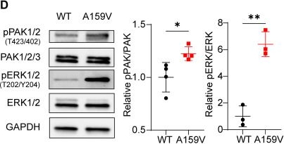 Fig.1.D showing Western Blotting in a Mus musculus (House mouse) sample from the publication: Tumor-derived RAC1A159V mutation promotes an immunosuppressive microenvironment that represses response to immune checkpoint inhibitor.