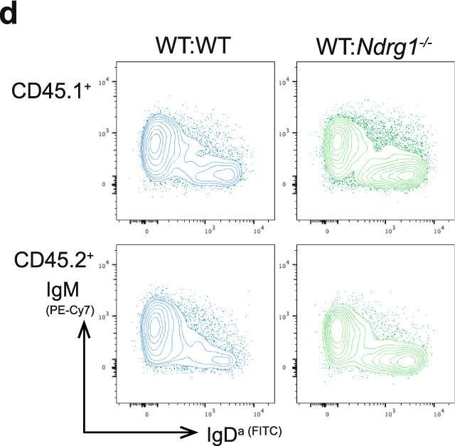 Fig.5.D showing Flow cytometry/Cell sorting in a Mus musculus (House mouse) sample from the publication: NDRG1 is induced by antigen-receptor signaling but dispensable for B and T cell self-tolerance.