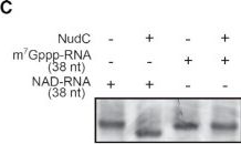 Fig.3.C showing Western Blotting from the publication: ONE-seq: epitranscriptome and gene-specific profiling of NAD-capped RNA.