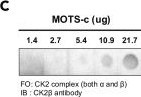 Fig.2.C showing Western Blotting from the publication: MOTS-c modulates skeletal muscle function by directly binding and activating CK2.