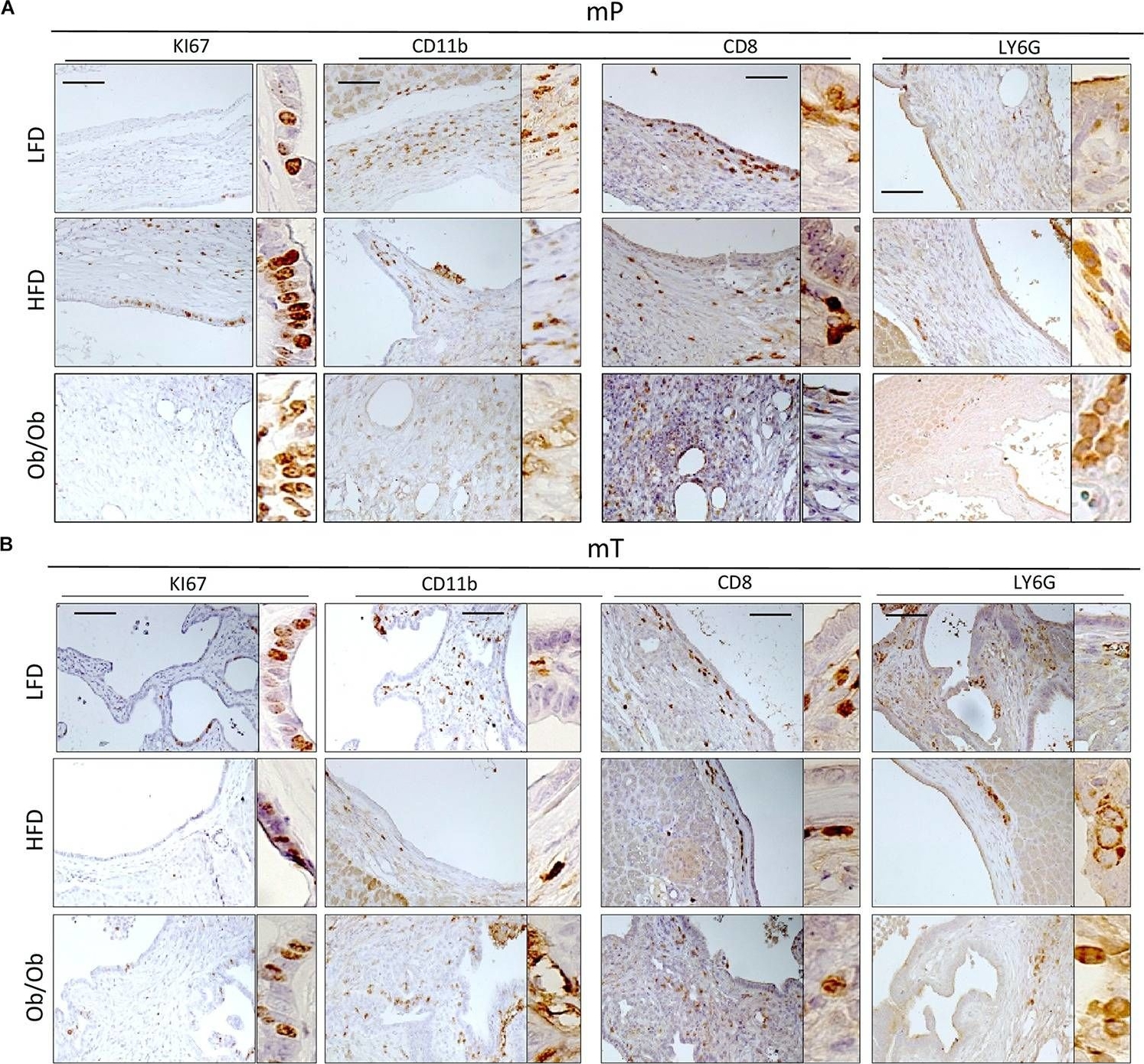 Ly6g antibodies - Antibody search engine - CiteAb