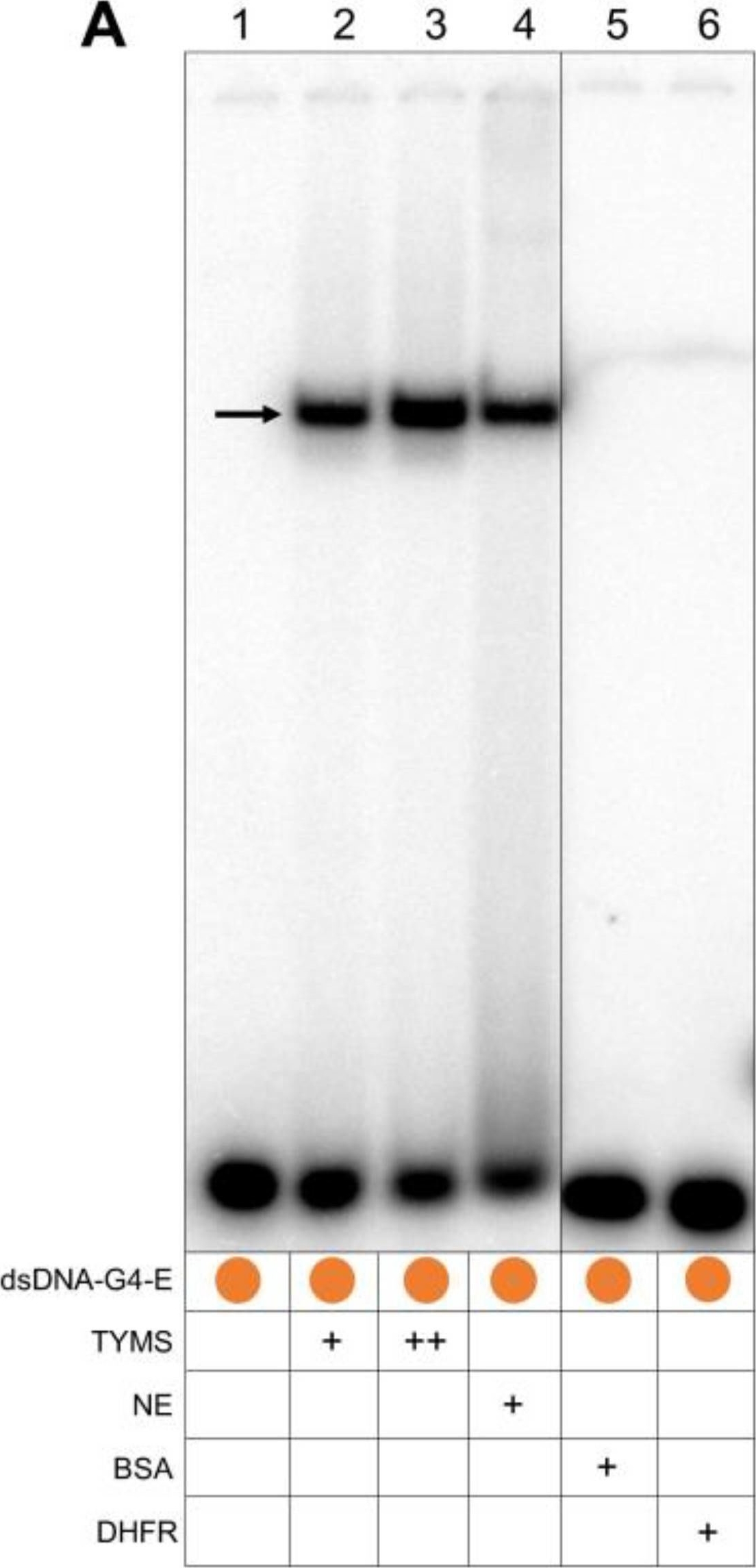 Fig.4.A showing Western Blotting from the publication: Detection of a G-Quadruplex as a Regulatory Element in Thymidylate synthase for Gene Silencing Using Polypurine Reverse Hoogsteen Hairpins.