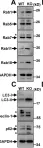 Fig.4.A showing Western Blotting in a Mus musculus (House mouse) sample from the publication: Trappc9 Deficiency Impairs the Plasticity of Stem Cells.