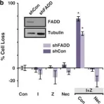Fig.3.B showing Western Blotting in a Homo sapiens (Human) sample from the publication: Triggering necroptosis in cisplatin and IAP antagonist-resistant ovarian carcinoma.