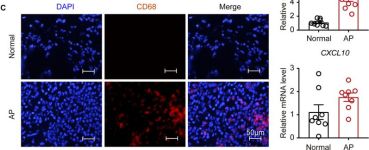 CD68 (D4B9C) Rabbit Monoclonal Antibody (BSA and Azide Free