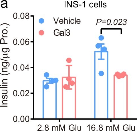 Fig.2.A from the publication: Galectin-3 impairs calcium transients and β-cell function.