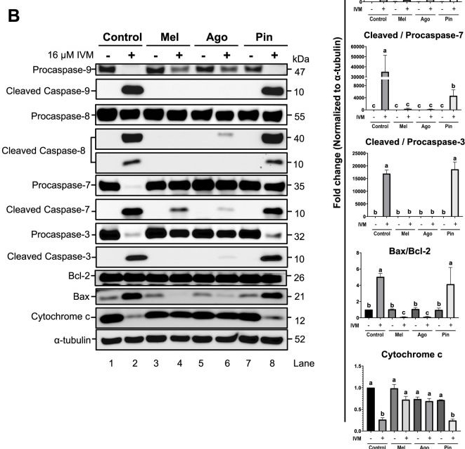 Fig.6.B showing Western Blotting from the publication: Melatonin and agomelatine alleviate ivermectin-induced mouse spermatogonia apoptosis via suppression of oxidative stress and calcium overload.