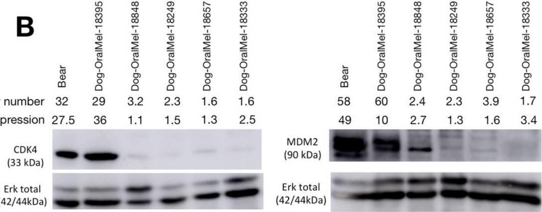 Fig.3.B showing Western Blotting from the publication: Canine Oral Melanoma Genomic and Transcriptomic Study Defines Two Molecular Subgroups with Different Therapeutical Targets.