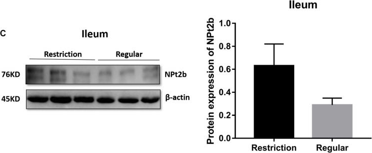 Fig.5.C showing Western Blotting in a Gallus gallus domesticus (Chicken) sample from the publication: Phosphorus Restriction Changes the Expression of Fibroblast Growth Factor 23 and Its Receptors in Laying Hens.