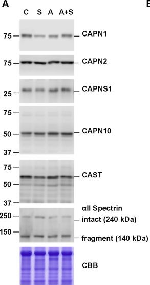 Fig.2.A showing Western Blotting from the publication: Sucrose but not arsenic induce hepatic steatosis which correlates with calpain-1 inhibition.