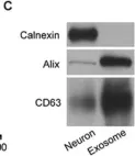 Fig.4.C showing Western Blotting from the publication: Neurons secrete miR-132-containing exosomes to regulate brain vascular integrity.