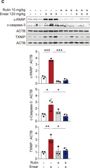 Fig.8.C showing Western Blotting from the publication: Rutin attenuates ensartinib-induced hepatotoxicity by non-transcriptional regulation of TXNIP.