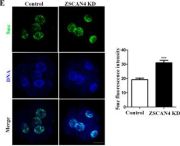 5-Methylcytosine (5-mC) (D3S2Z) Rabbit Monoclonal Antibody | Cell