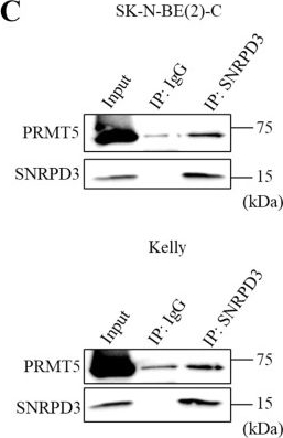 Fig.5.C showing Western Blotting in a Homo sapiens (Human) sample from the publication: MYCN and SNRPD3 cooperate to maintain a balance of alternative splicing events that drives neuroblastoma progression.