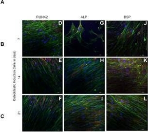 Fig.1.A showing Immunohistochemistry-immunofluorescence in a Homo sapiens (Human) sample from the publication: Repopulation of a 3D simulated periapical lesion cavity with dental pulp stem cell spheroids with triggered osteoblastic differentiation.