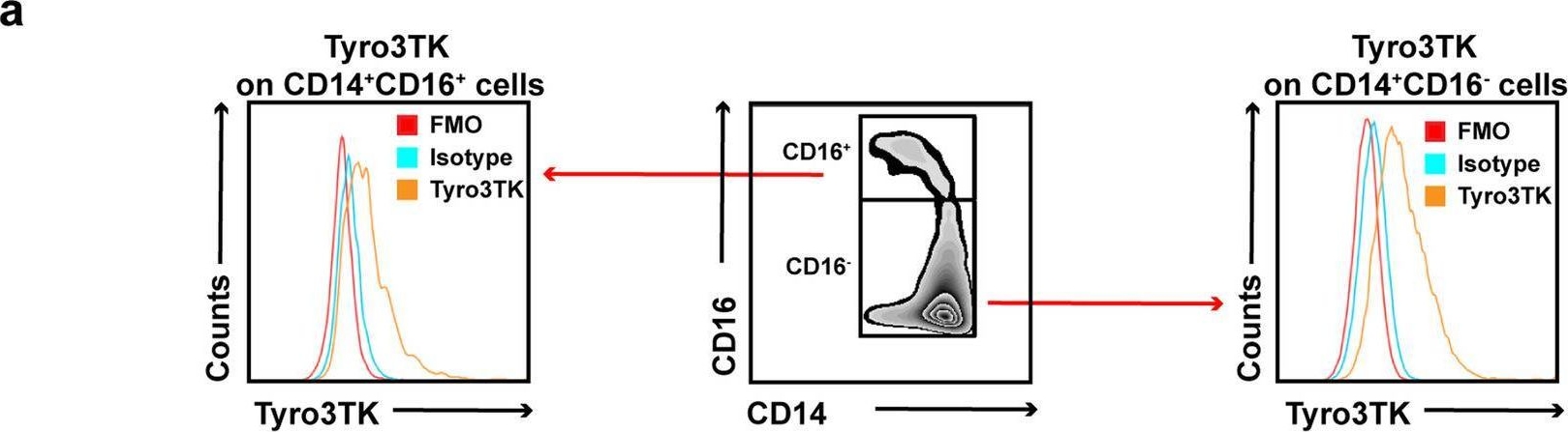 Fig.3.A showing Flow cytometry/Cell sorting from the publication: CD14+CD16- monocytes are the main precursors of osteoclasts in rheumatoid arthritis via expressing Tyro3TK.