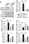 Fig.5.K showing Western Blotting from the publication: USP15 regulates p66Shc stability associated with Drp1 activation in liver ischemia/reperfusion.