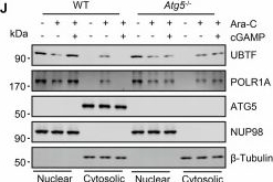 Fig.3.J showing Western Blotting from the publication: Cytosolic DNA inhibits rDNA transcription by retaining the RNA polymerase I transcription machinery.