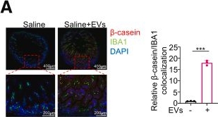 Fig.3.A showing Immunohistochemistry-immunofluorescence from the publication: The Human Milk-derived Peptide Drives Rapid Regulation of Macrophage Inflammation Responses in the Neonatal Intestine.