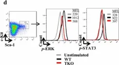 Fig.1.D showing Flow cytometry/Cell sorting from the publication: Pim1 kinase regulates c-Kit gene translation.