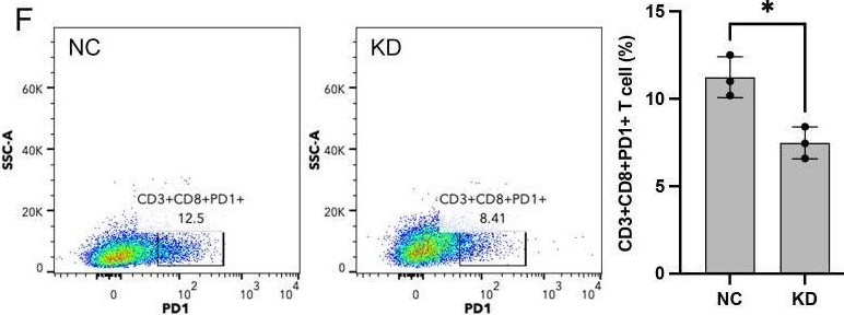 Fig.10.F showing Flow cytometry/Cell sorting in a Homo sapiens (Human) sample from the publication: An immunotherapy guide constructed by cGAS-STING signature for breast cancer and the biofunction validation of the pivotal gene HOXC13 via in vitro experiments.