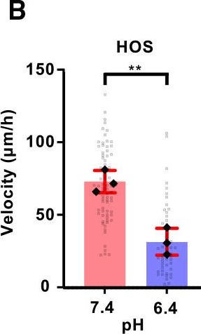 Fig.6.B from the publication: Hypoxia restores the acidosis-induced inhibition of cancer cell dissemination.
