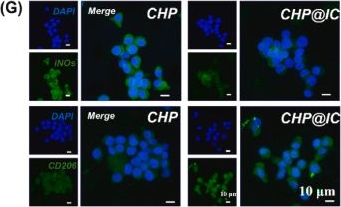 Fig.4.G showing Immunocytochemistry-immunofluorescence from the publication: One-step strategy for fabricating icariin-encapsulated biomimetic Scaffold: Orchestrating immune, angiogenic, and osteogenic cascade for enhanced bone regeneration.