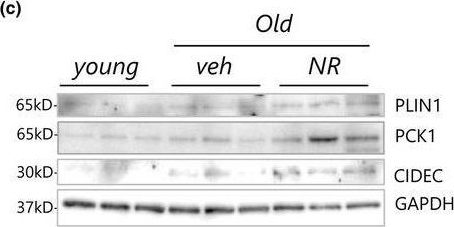 Fig.4.C showing Western Blotting in a Mus musculus (House mouse) sample from the publication: Long-term NAD+ supplementation prevents the progression of age-related hearing loss in mice.