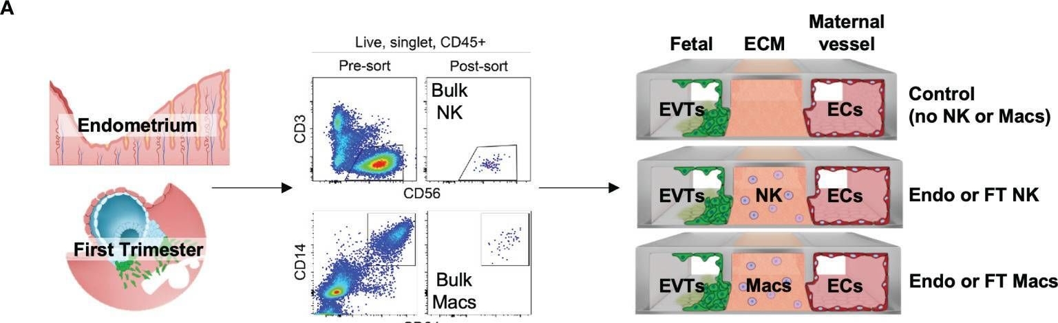CD56 antibodies - Antibody search engine - CiteAb
