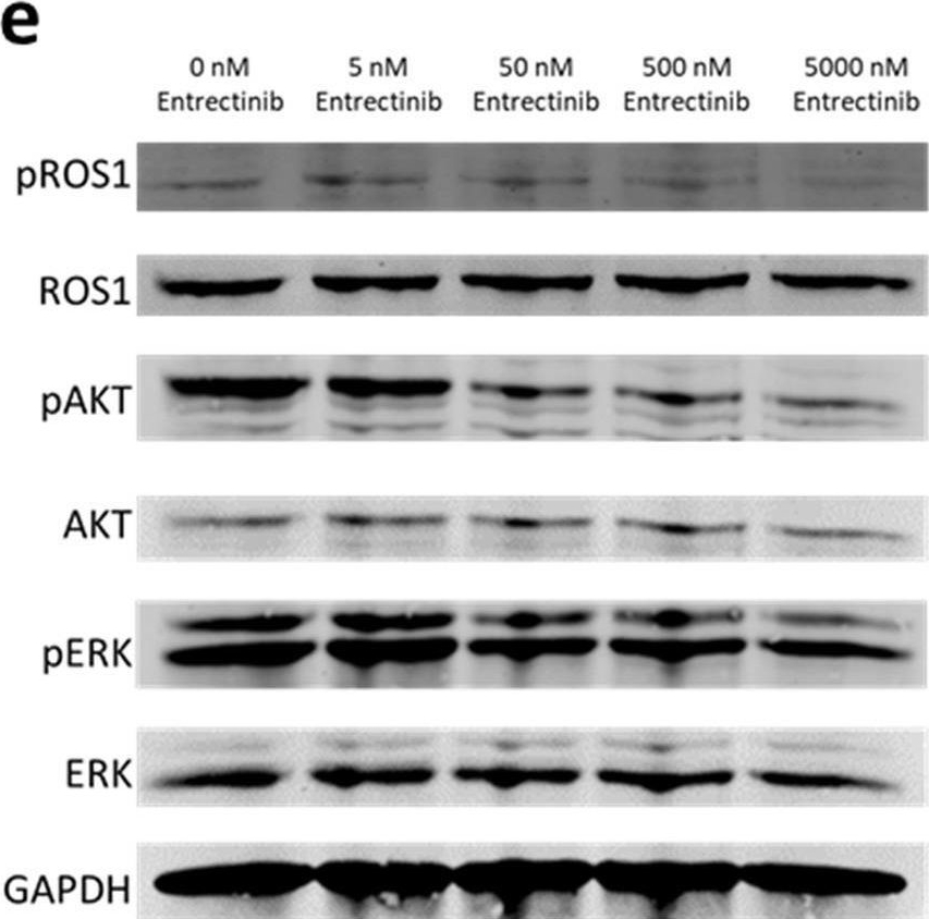 ROS1 antibodies - Antibody search engine - CiteAb
