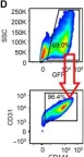 Fig.2.D showing Flow cytometry/Cell sorting from the publication: Lactate promotes endothelial-to-mesenchymal transition via Snail1 lactylation after myocardial infarction.