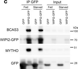 Fig.6.C showing Western Blotting in a Homo sapiens (Human) sample from the publication: C16ORF70/MYTHO promotes healthy aging in C.elegans and prevents cellular senescence in mammals.