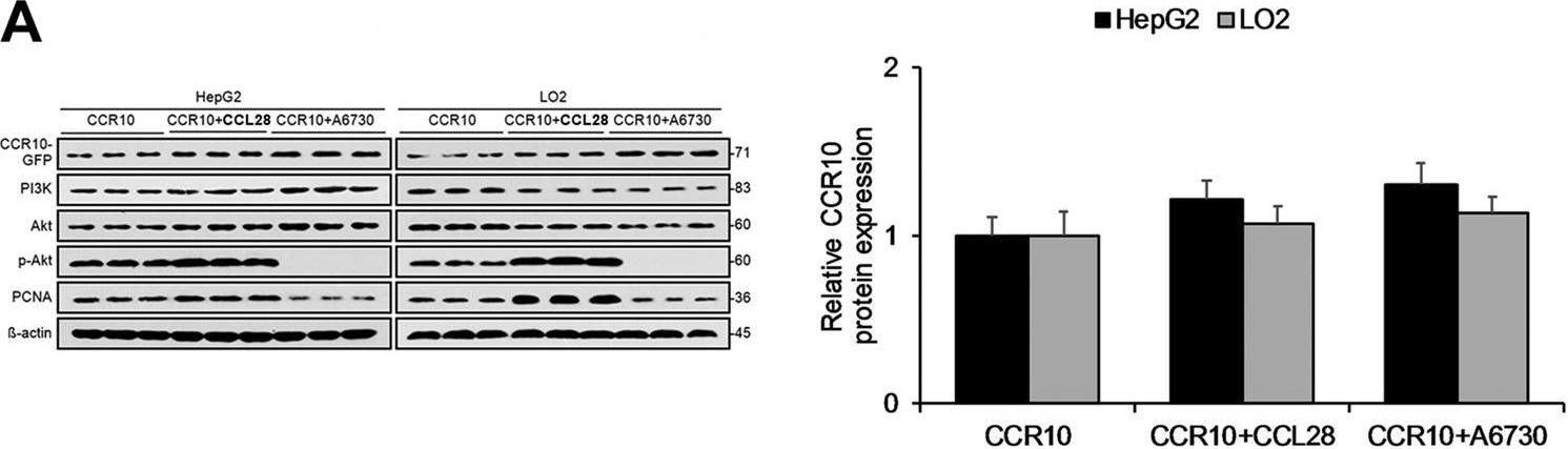 Fig.9.A showing Western Blotting from the publication: The chemokine receptor CCR10 promotes inflammation-driven hepatocarcinogenesis via PI3K/Akt pathway activation.