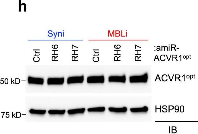 Fig.1.H showing Western Blotting from the publication: Suppression of heterotopic ossification in fibrodysplasia ossificans progressiva using AAV gene delivery.