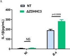 Fig.4.A showing Enzyme-linked immunosorbent assay from the publication: Brucella abortus infection exploits ZDHHC3-mediated STAT3 palmitoylation to regulate host responses and promote persistence.