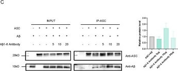 Fig.7.C showing Western Blotting from the publication: The inhibition of the Aβ-ASC interaction site suppresses β-amyloid aggregation and cytotoxicity.