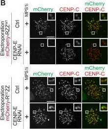 Fig.1.B showing Immunocytochemistry-immunofluorescence from the publication: The BUB1 and BUBR1 paralogs scaffold the kinetochore fibrous corona.