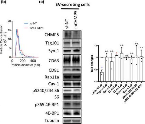Fig.6.B showing Western Blotting from the publication: Accessory ESCRT-III proteins are conserved and selective regulators of Rab11a-exosome formation.