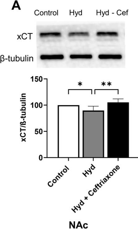 Fig.3.A showing Western Blotting from the publication: Effects of Chronic Hydrocodone Exposure and Ceftriaxone on the Expression of Astrocytic Glutamate Transporters in Mesocorticolimbic Brain Regions of C57/BL Mice.