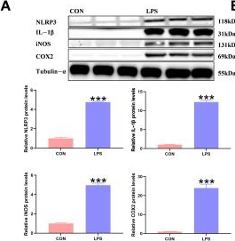 Fig.1.A showing Western Blotting from the publication: A Novel Function of Glycerol Kinase Alleviates LPS-Induced Inflammatory Responses by the p38/STAT3 Pathway and Mitigates ROS Generation in Kupffer Cells.