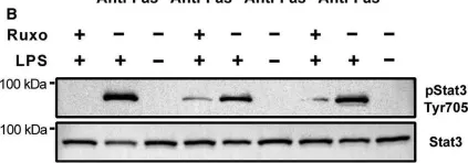 Fig.5.B showing Western Blotting from the publication: LPS-induced inflammation desensitizes hepatocytes to Fas-induced apoptosis through Stat3 activation-The effect can be reversed by ruxolitinib.