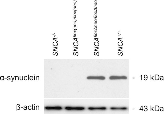 Fig.2.A showing Western Blotting in a Mus musculus (House mouse) sample from the publication: A novel resource for studying function and dysfunction of α-synuclein: mouse lines for modulation of endogenous Snca gene expression.