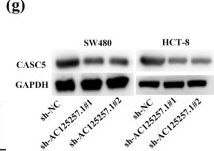 Fig.4.G showing Western Blotting in a Homo sapiens (Human) sample from the publication: A novel long noncoding RNA AC125257.1 facilitates colorectal cancer progression by targeting miR-133a-3p/CASC5 axis.