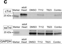 Fig.5.C showing Western Blotting in a Homo sapiens (Human) sample from the publication: ERRγ enhances cardiac maturation with T-tubule formation in human iPSC-derived cardiomyocytes.
