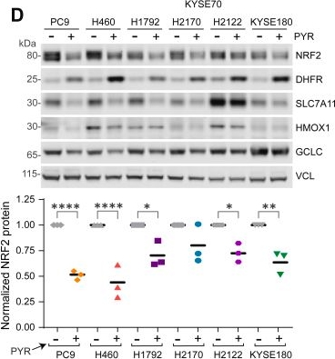 Fig.1.D showing Western Blotting from the publication: Pyrimethamine and a potent analog inhibit NRF2 by suppressing one-carbon metabolism.