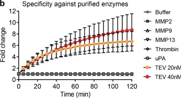 Fig.3.B from the publication: Synthetic Circuit-Driven Expression of Heterologous Enzymes for Disease Detection.