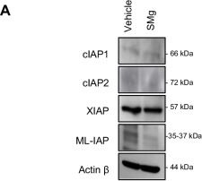 Fig.3.A showing Western Blotting in a Mus musculus (House mouse) sample from the publication: SMAC mimetic drives microglia phenotype and glioblastoma immune microenvironment.