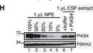 Fig.3.H showing Western Blotting in a Xenopus laevis (African clawed frog) sample from the publication: Mechanism and function of DNA replication-independent DNA-protein crosslink repair via the SUMO-RNF4 pathway.